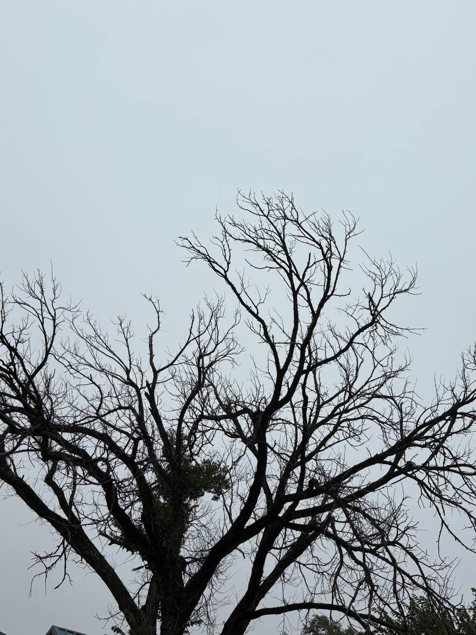 Three in the middle of the grey sky